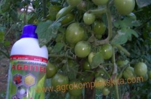 budidaya tomat hasil meningkat dengan pupuk organik MMC