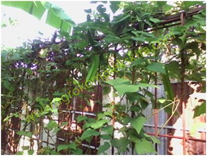 Kecipir sebagai tanaman pagar