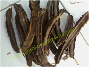 Manfaat kecipir, alternatif sayuran