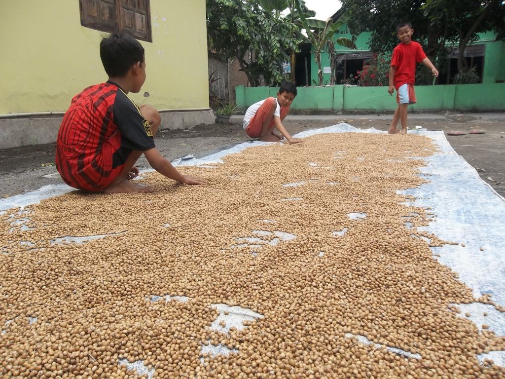 Penjemuran biji hanjeli