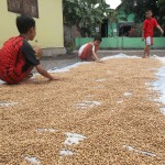 Penjemuran biji hanjeli