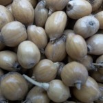 Biji Hanjeli Jenis Beras Hanjeli