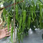 Budidaya cabai saat tanaman mulai berbuah