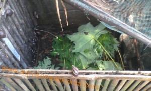 Daun pepaya untuk pakan bekicot yang diternakan
