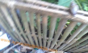 Kandang ternak bekicot untuk pakan ternak dan ikan