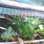 Daun pepaya untuk pakan bekicot yang diternakan