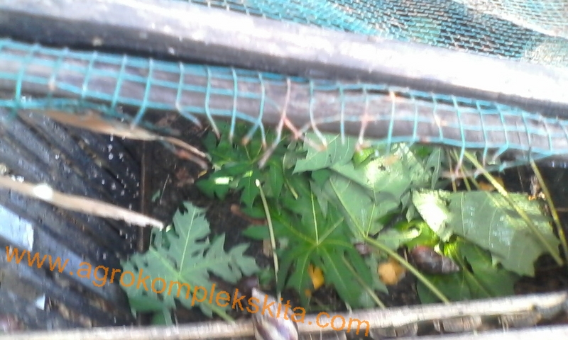 Daun pepaya untuk pakan bekicot yang diternakan