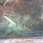 Budidaya bekicot sebagai alternatif pakan protein tinggi untuk ternak