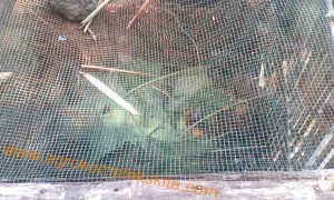 Budidaya bekicot sebagai alternatif pakan protein tinggi untuk ternak