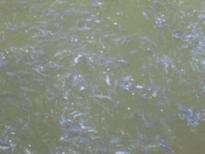 Budidaya lele kolam terpal