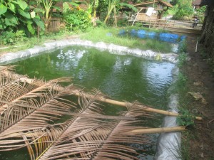 Pemijahan budidaya ikan lele