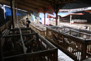 Budidaya ayam joper Ayam Jowo Super diletakkan dalam kandang sistem sel
