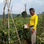 Dampingi petani Sukaresmi Cianjur, lahan cabe 30 Hektar biar jadi panen mujur