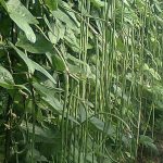 Teknis Budidaya Kacang Panjang