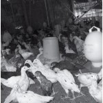 Budidaya Ayam Kampung Super Silangan Induk Super, Panen Sangat Cepat