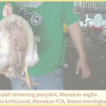 Kelebihan Ternak Ayam dengan Si Vitto