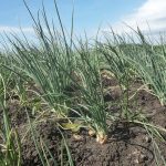 Mengenal Budidaya Bawang Merah