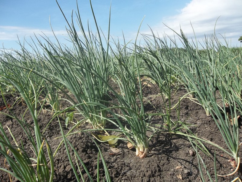 budidaya bawang merah