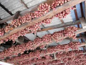 penyimpanan bawang merah model tradisional - foto; www.infobrebes.blogspot.com