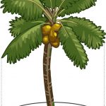 Cara merawat tanaman kelapa agar meningkatkan hasil