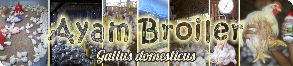budidaya ayam broilerbudidaya ayam broiler, ayam potong, ternak ayam broiler, agribisnis ayam broiler