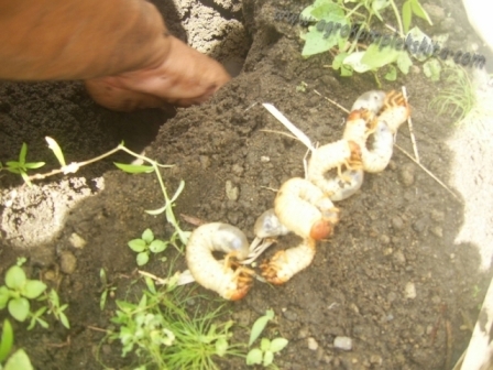 Insekstisida pestisida biologi untuk uret atau embug, pestida biologi untuk uret atau embug