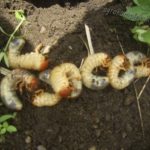 Penanganan hama uret secara organik