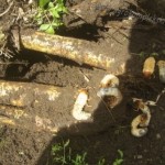 Menyelematkan Panen Tebu dari Serbuan Embug