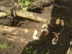 Mengatasi hama uret ampuh