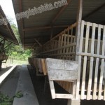 Analisa usaha budidaya kambing penggemukan 100 hari
