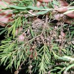 Cara Mengendalikan Lalat Buah