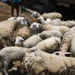 Pedoman Budidaya Kambing- Bag I – Persiapan bibit