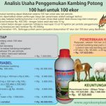 Unggul mengembangkan ternak kambing pedaging dengan pakan fermentasi…..