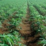 Pedoman Budidaya Singkong (Manihot Utilissima)