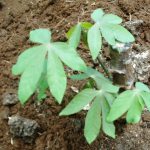 Macam Macam Bibit Unggulan Ubi Kayu / Singkong