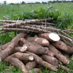 singkong darul hidayah