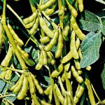 Pedoman Budidaya Kedelai