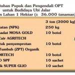 Agens Hayati MMC Untuk Peningkat Hasil Budidaya Ubi Jalar