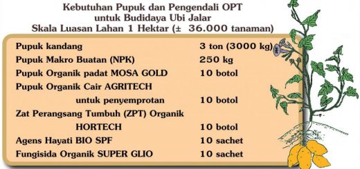 Pupuk organik padat/ fermentasi pupuk kandang, 3 ton (3000 kg) Pupuk Makro NPK 250 kg Pupuk Organik padat MOSA GOLD 10 botol Pupuk Organik Cair, untuk penyemprotan AGRITECH 10 botol Zat Perangsang Tumbuh (ZPT) Organik HORTECH 10 botol Agens Hayati BIO SPF 10 sachet Fungisida Organik SUPER GLIO 10 sachet