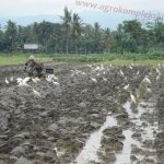 Pegendalian hama dan penyakit pada padi secara organik