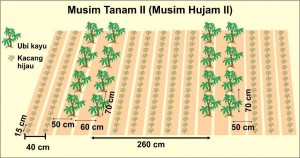 Jarak tanam singkong model doble row dg kacang hijau MT 2