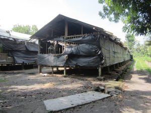 kandang ayam broiler model panggung
