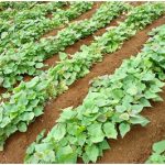 Teknis Budidaya Ubi Jalar / Ketela Rambat