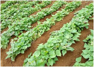 Ubi jalar alias ketela rambat