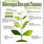 Cara Mengenali Gejala Kelebihan dan Kekurangan Unsur Hara Makro dan Mikro pada Tanaman