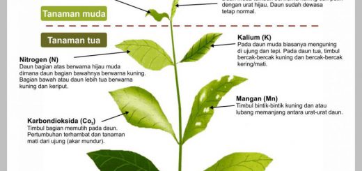 ciri-ciri tanaman kekurangan pupuk
