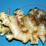 Mengatasi Busuk Rimpang Pada Jahe dengan Agen Hayati