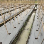 Budidaya Melon - pemasangan tajar model A