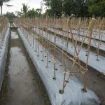 Budidaya Melon - pemasangan tajar model x