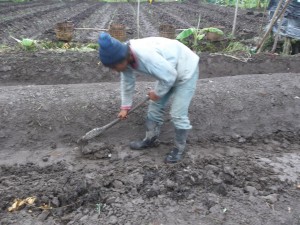 Budidaya Melon - pembuatan bedengan